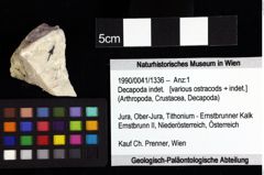 Foto (Objket + Etiketten) von Decapoda indet. 